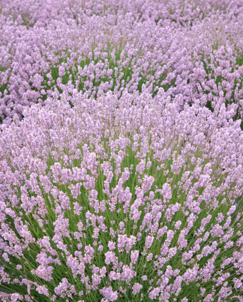 Lavanda Lavender Beeze Pink