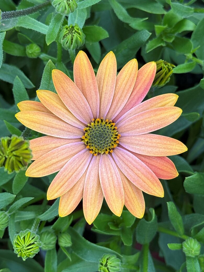 Cape Daisy Summersmile Sunrise