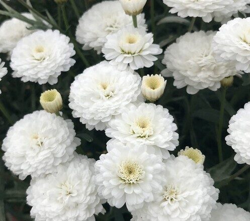Argyranthemum Aramis Double White