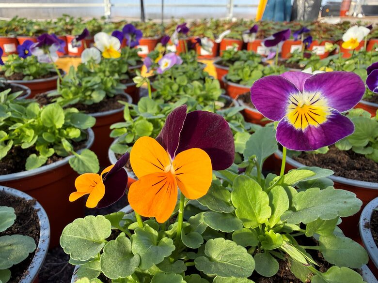 Viola Cornuta color Mix (in pot 2 seedlings)