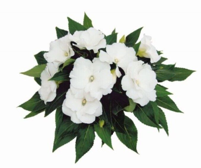 Balzamīne Rokoko Blanca