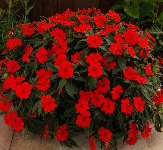 Impatiens SunPatiens Vigorous Red