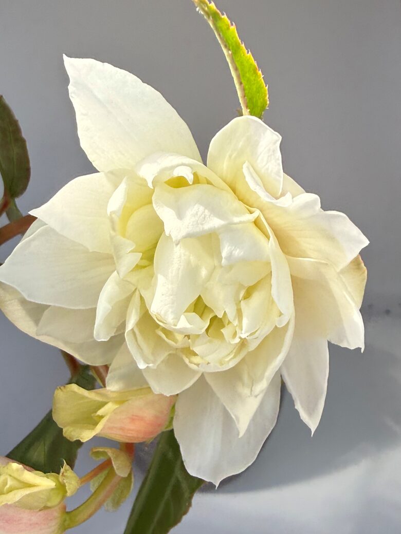 Begonia Bellaconia Snow