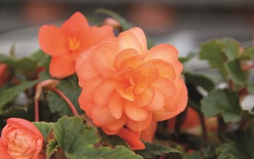 Begonia Belina Peach