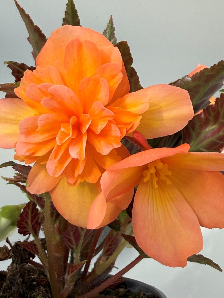 Begonija Belina Peach