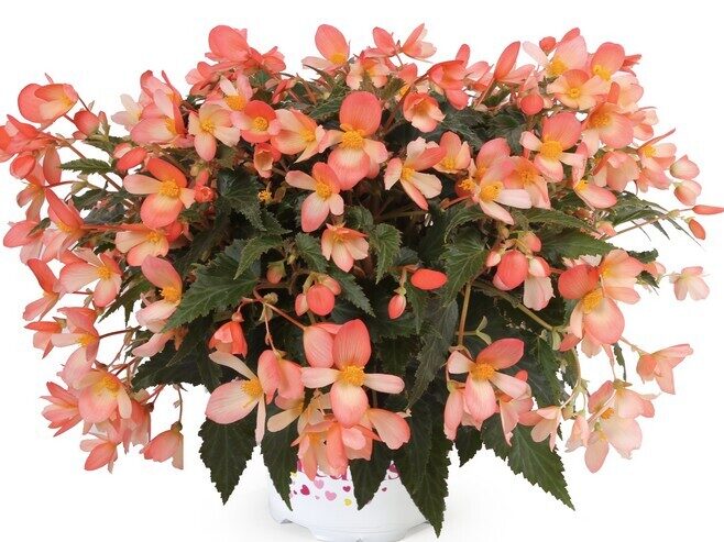 Begonia Waterfall Angel Soft Orange