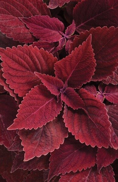Coleus Rediculous