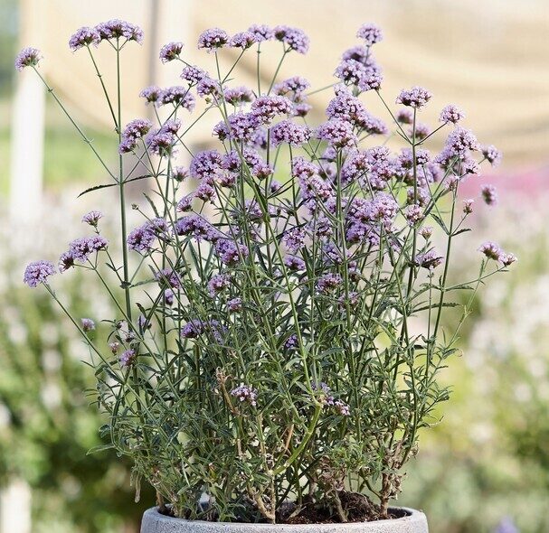 Buenos Aires verbena Little Cloud