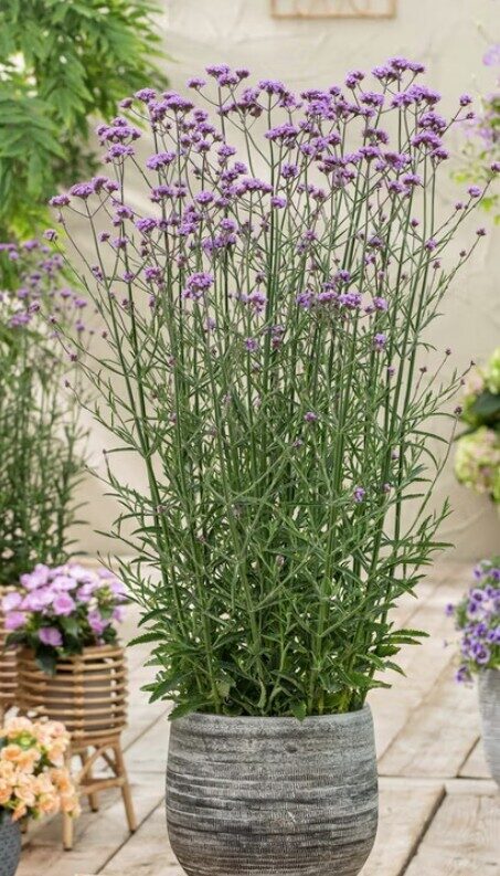 Buenos Aires verbena Purple Tower