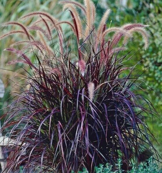 Dekoratīvā sarzāle Pennisetum Rubrum