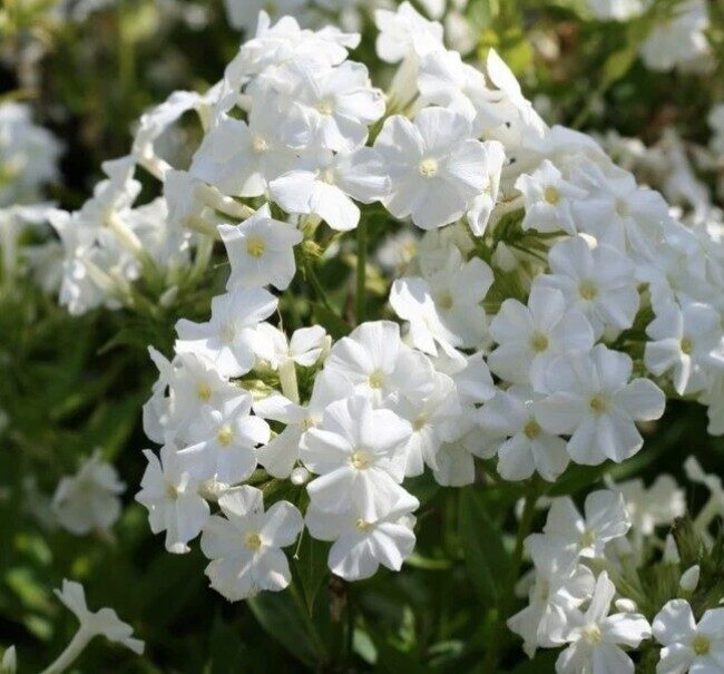 Floksis Early White