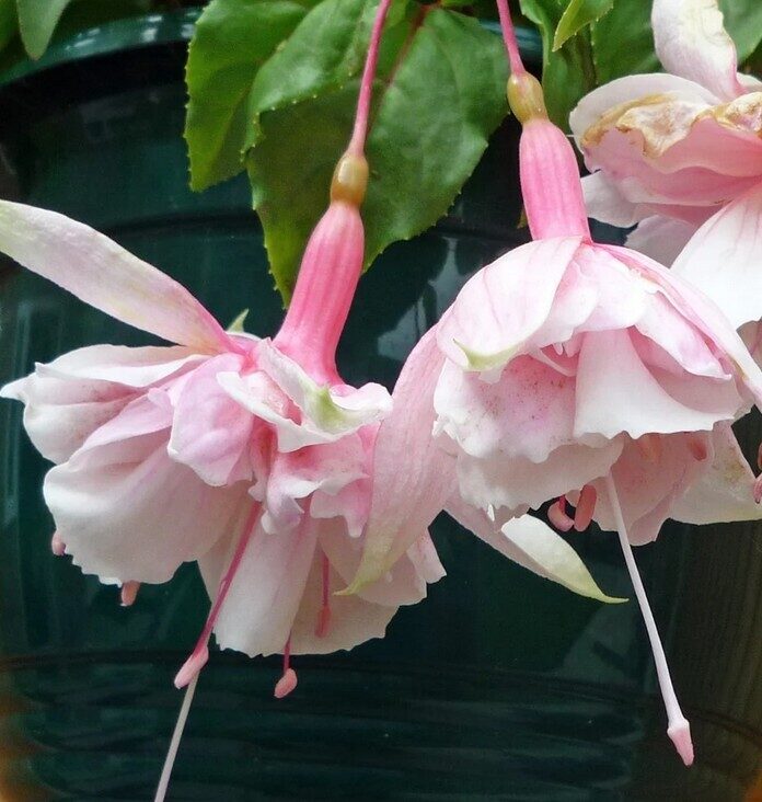 Fuchsia Pink Marshmallow