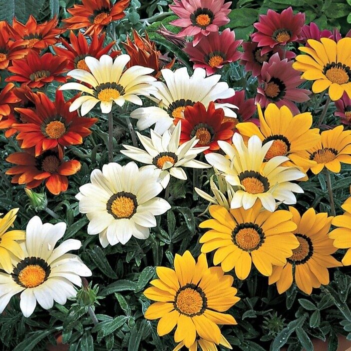 Gazania Frosty Kiss MIX