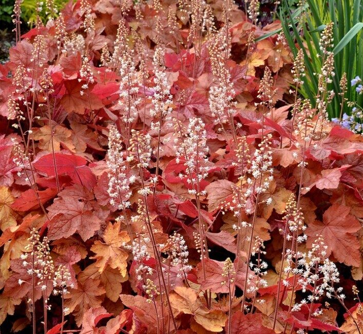 Heucherella Redstone Falls