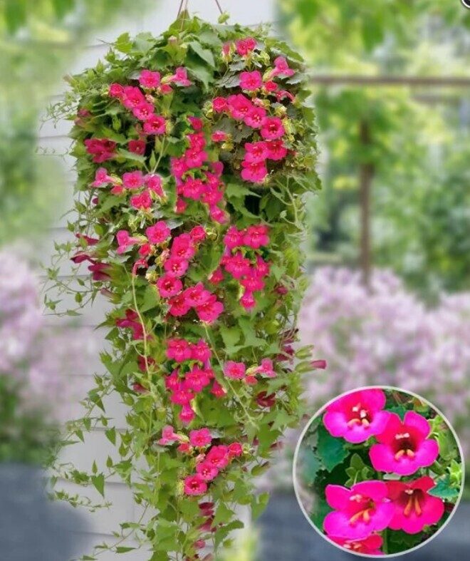 Lophospermum Compact Pink