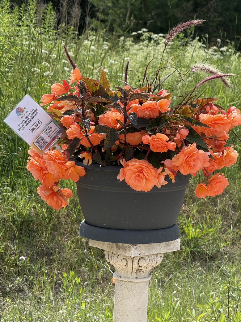 Summer flower arrangements in pots for terraces, gardens and great gift