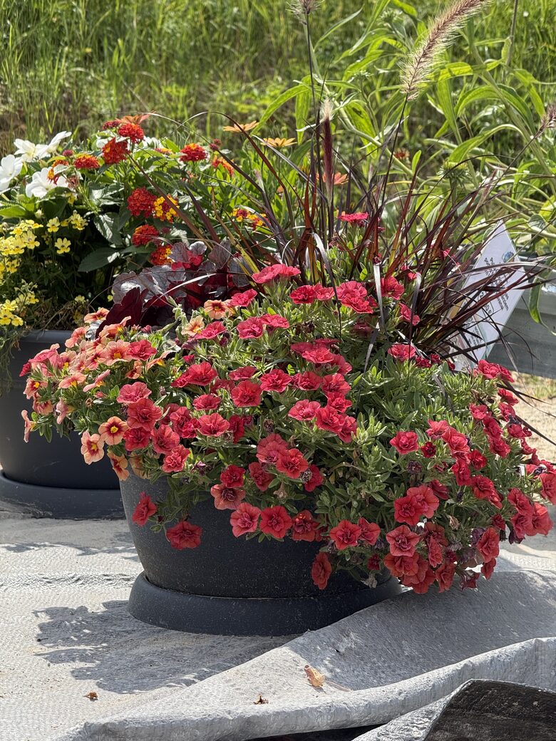Summer flower arrangements in large pots for terraces, gardens and great gift