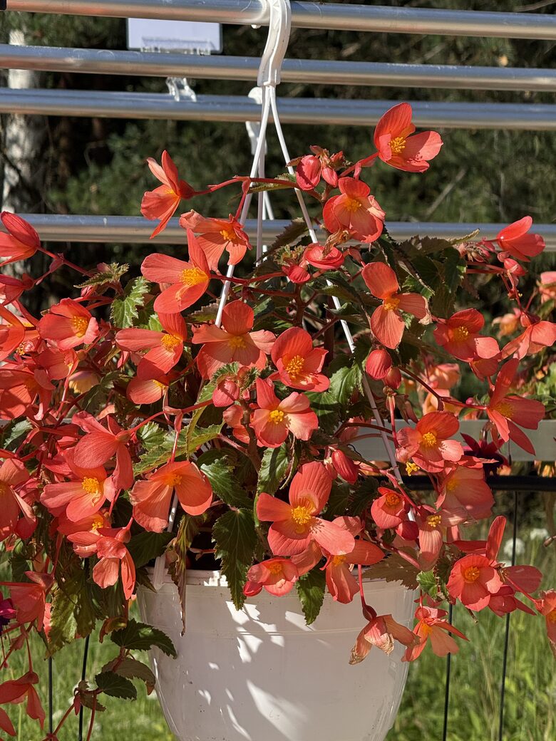 Hanging flower pots with perennials