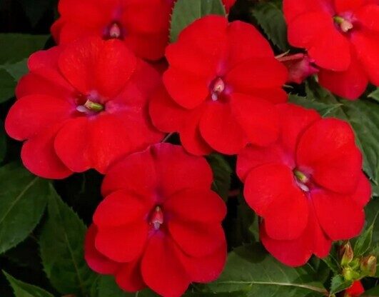 Impatiens New Guinea Magnifico Scarlet