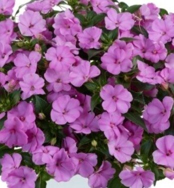 New Guinea Impatiens Sol Luna Lilac