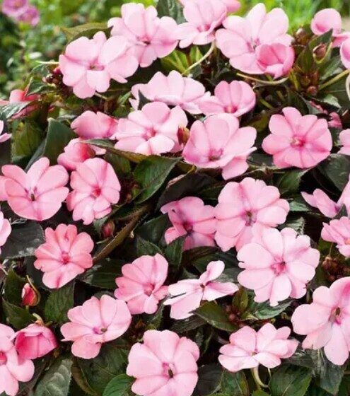 Impatiens SunPatiens Compact Patio Blush Pink
