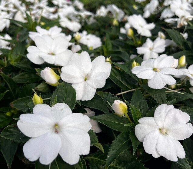 Impatiens SunPatiens Vigorous Clear White