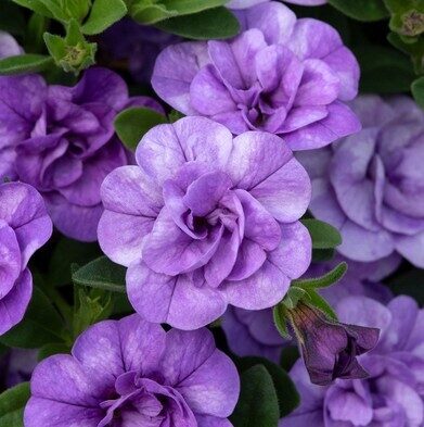 Calibrachoa hybrida ‘Calita Double Sky Blue’
