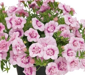 Calibrachoa Unique Double Rose
