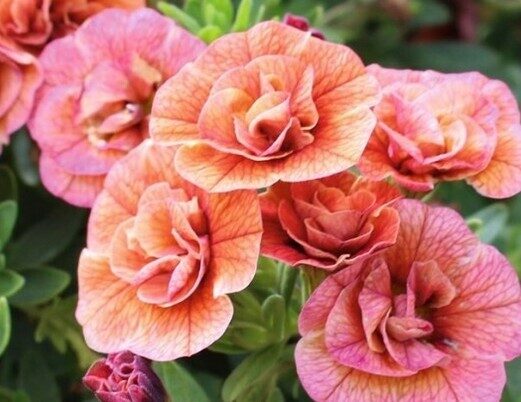 Calibrachoa hybrida ‘Calita Double Orange’