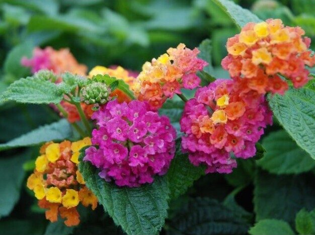 Lantāna Calippo Bushy Orange Magenta
