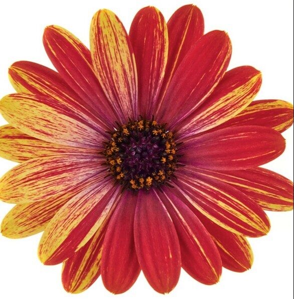 Osteospermum Cape Daisy Zanzibar Fireworks Red