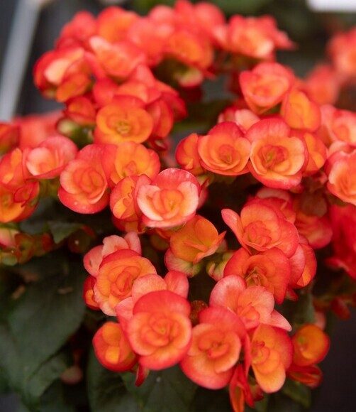 Begonia Ilona Carneval