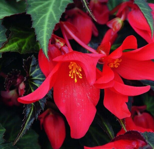 Begonia Summerwings Dark Elegance