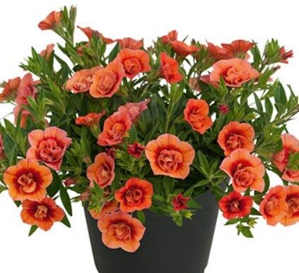Calibrachoa Superbells Unique Double Salmon
