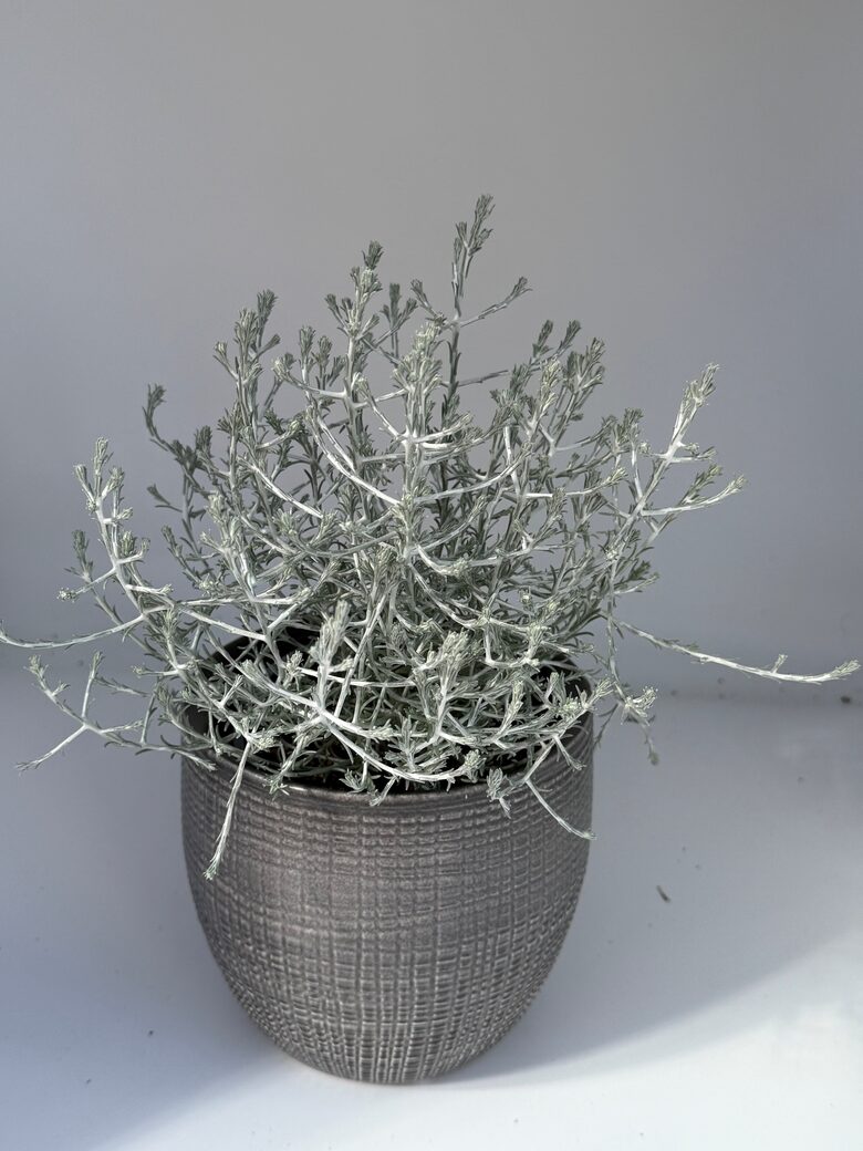 Calocephalus Compact Silver