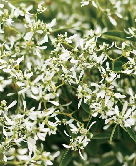 Euphorbia Diamond Frost