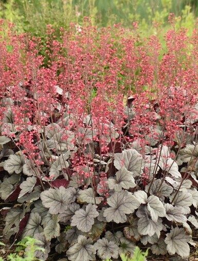 Heuchera Dolce Silver Gumdrop