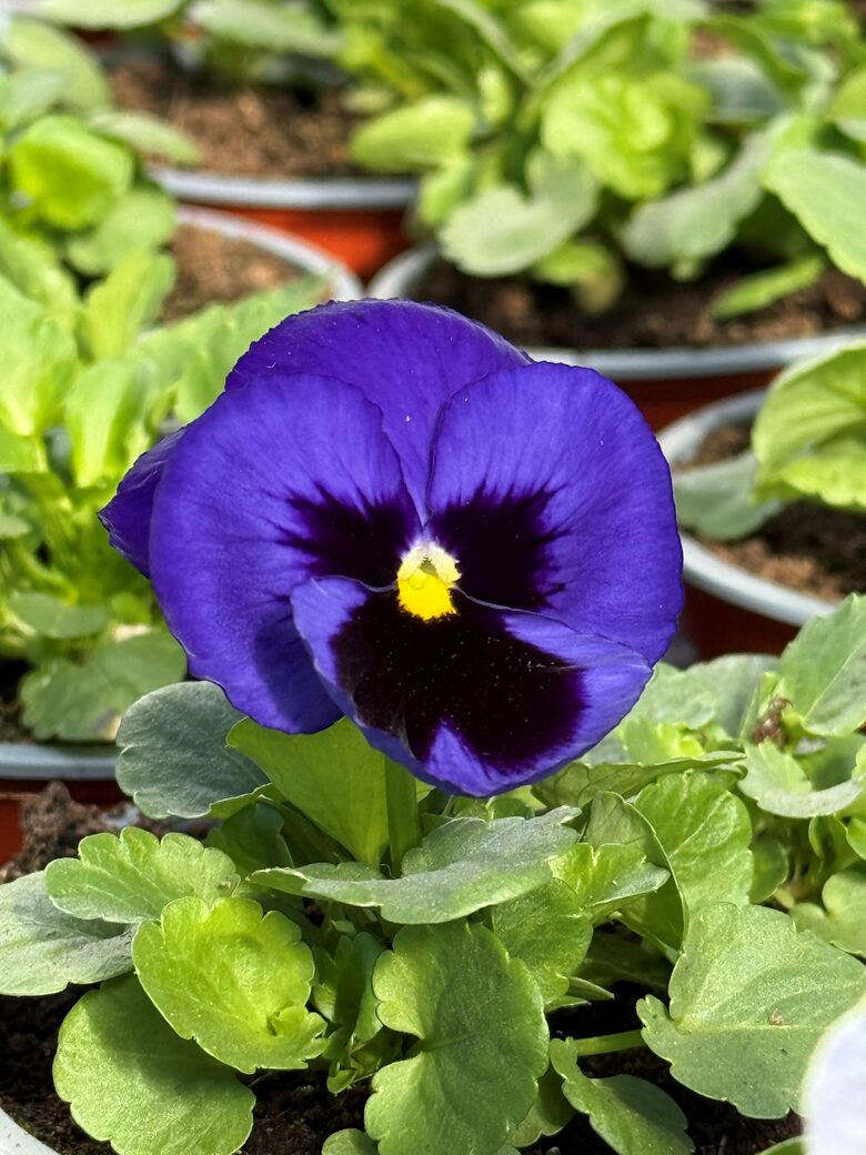 Large-flowered pansies Inspire MIX (2 plants per pot) 