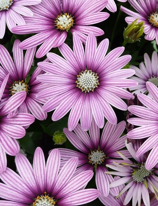 Akmeņsēkle Cape Daisy Eye Catcher Purple