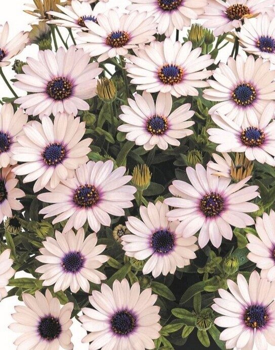 Akmeņsēkle Summersmile Rosy White