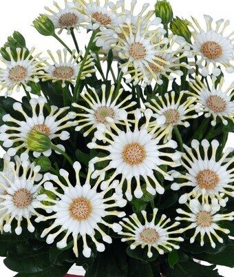 Osteospermum Margarita Cream Spoon