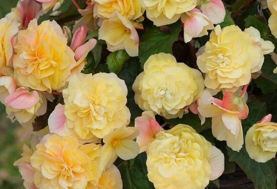 Begonija SweetSpice Yellow