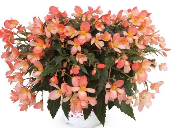 Begonija Waterfall Angel Soft Orange