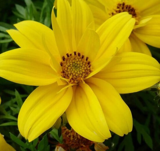 Bidens Super Star