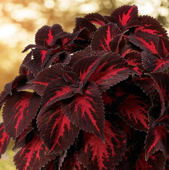 Coleus Kingwood Torch