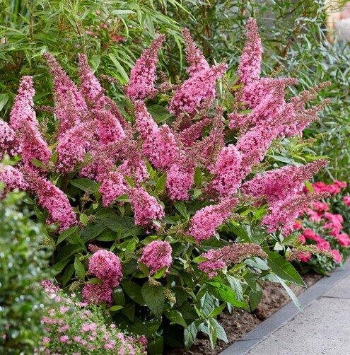 Budleja Butterfly Candy Pink