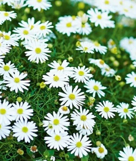 Daudzdaļīgā brahikome Surdaisy White