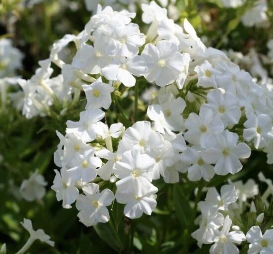 Phlox Early White