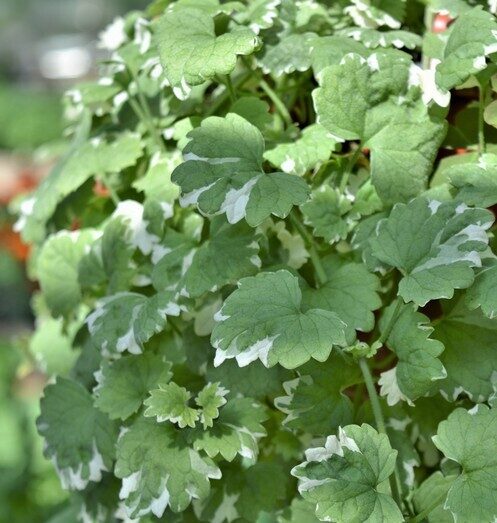 Glechoma Variegata