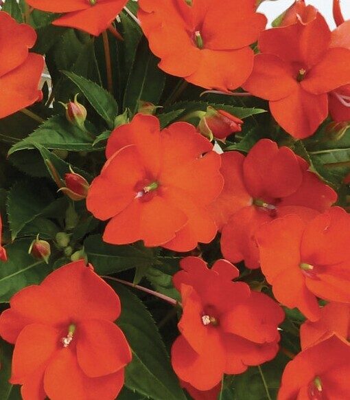 Jaungvinejas balzamīne SunPatiens Compact Orange